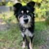Cooper , ein freundlicher kleiner Hund