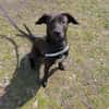 Patch Neugieriger Jungspund sucht dich!