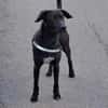 Patch Neugieriger Jungspund sucht dich!