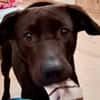 Patch Neugieriger Jungspund sucht dich!