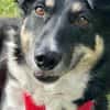 BESSIE -liebevoll, witzig & verspielt-