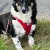 BESSIE -liebevoll, witzig & verspielt-