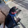 Karam sucht ein zu Hause