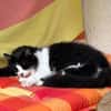 toller Kater Mighty in Bodenheim bei MZ