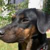 Axel Junior - PS in 53347 Alfter