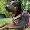 Axel Junior - PS in 53347 Alfter
