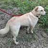 Pancho - Notfall -