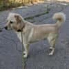 Pancho - Notfall -