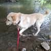 Pancho - Notfall -