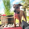 Neugierige & freundliche Frida sucht