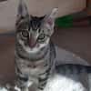 COPAIN
