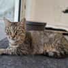 CHAT-RABIA
