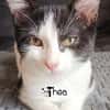 THEA