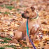 Scooby