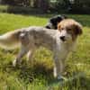 Rey sucht dringend ein neues Zuhause!