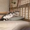 Aluno & Fluffy  Verspieltes Dreamteam