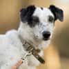 Spotty sucht hundeerfahrene Menschen