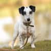 Spotty sucht hundeerfahrene Menschen