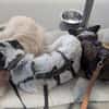 Spotty sucht hundeerfahrene Menschen