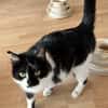 Einzelkatze Tifany