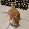 FiV+ Kater Chickpea aus dem Tierschutz