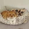 FiV+ Kater Chickpea aus dem Tierschutz