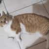 FiV+ Kater Chickpea aus dem Tierschutz