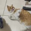 FiV+ Kater Chickpea aus dem Tierschutz
