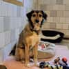 Maja sucht ein liebevolles Zuhause