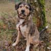 Maja sucht ein liebevolles Zuhause