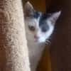 KITTY braucht Zuhause