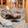 *** LIA - eine Katze mit Charakter!***