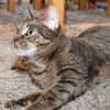 *** LIA - eine Katze mit Charakter!***