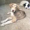 Antonia  Spinone Italiano Mix