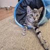 Gato