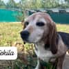 TEKILA