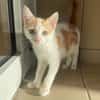 ABRICOT