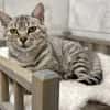 CHINCHILA