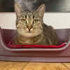 SAUTERELLE