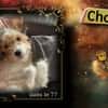 Chouki