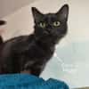 MITSY
