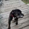 ROXY