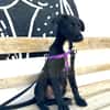 KALLE (Animalea)
