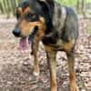 Ari sucht dringend ein neues Zuhause