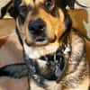 Ari sucht dringend ein neues Zuhause