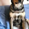 Ari sucht dringend ein neues Zuhause