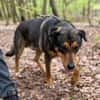 Ari sucht dringend ein neues Zuhause