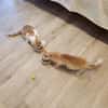 Junges Kater Duo Clarence und Golden