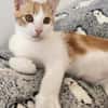 Junges Kater Duo Clarence und Golden