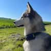 Heidy sucht ein neues Zuhause